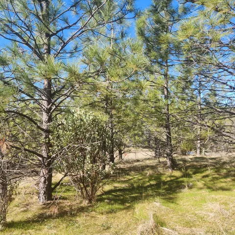 a view of a yard with a house