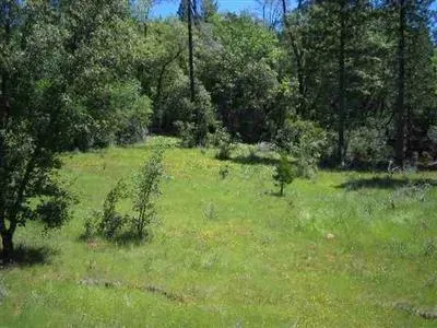 a view of a lush green space