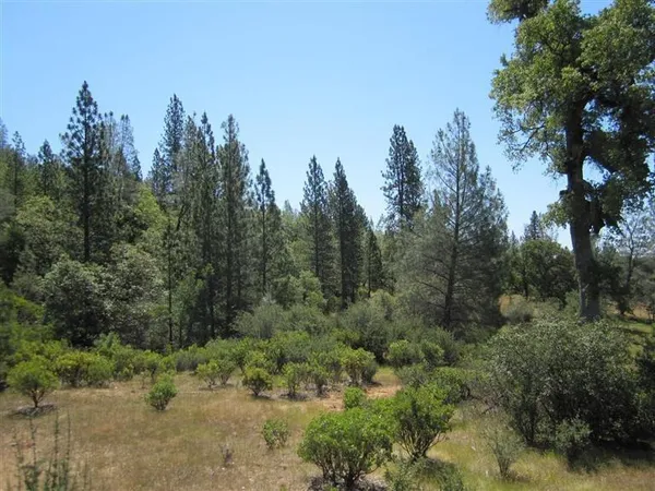 a view of a forest with trees in the background