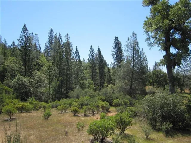 a view of a forest with trees in the background