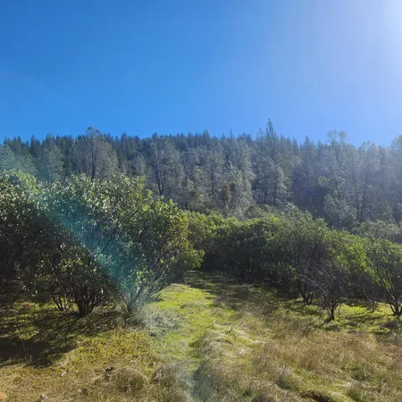 a view of a yard with a tree