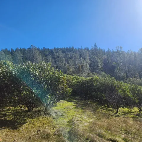 a view of a yard with a tree