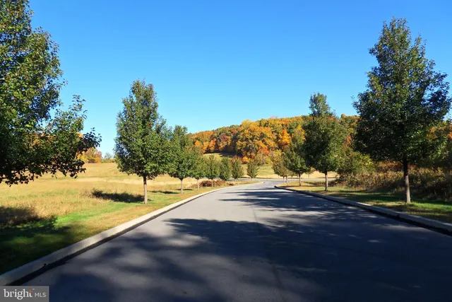 a view of a yard with large trees
