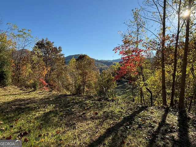 a view of a large tree