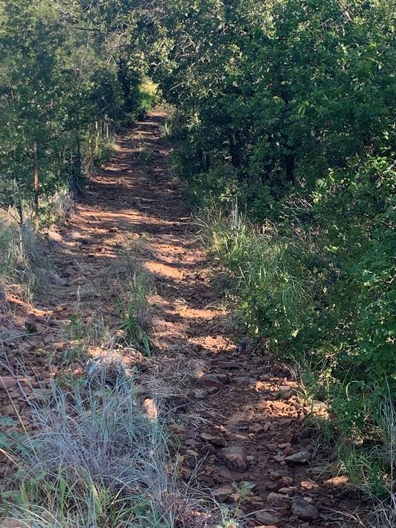 8381 Salt Creek Road Jacksboro, TX 76458 - Photo 12 of 37 a view of a forest filled with trees
