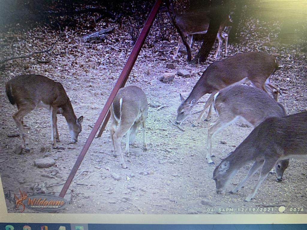 8381 Salt Creek Road Jacksboro, TX 76458 - Photo 13 of 37 a view of a yard