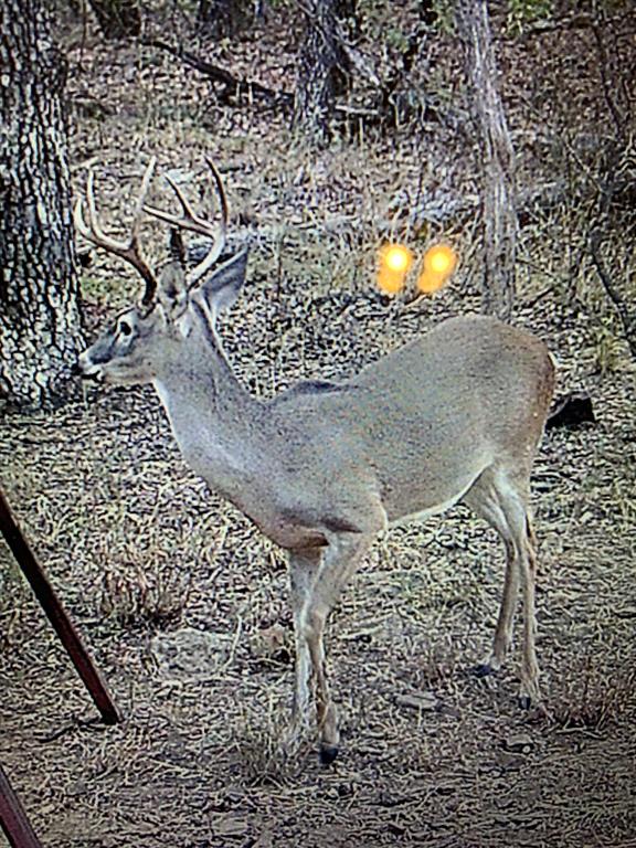 8381 Salt Creek Road Jacksboro, TX 76458 - Photo 14 of 37