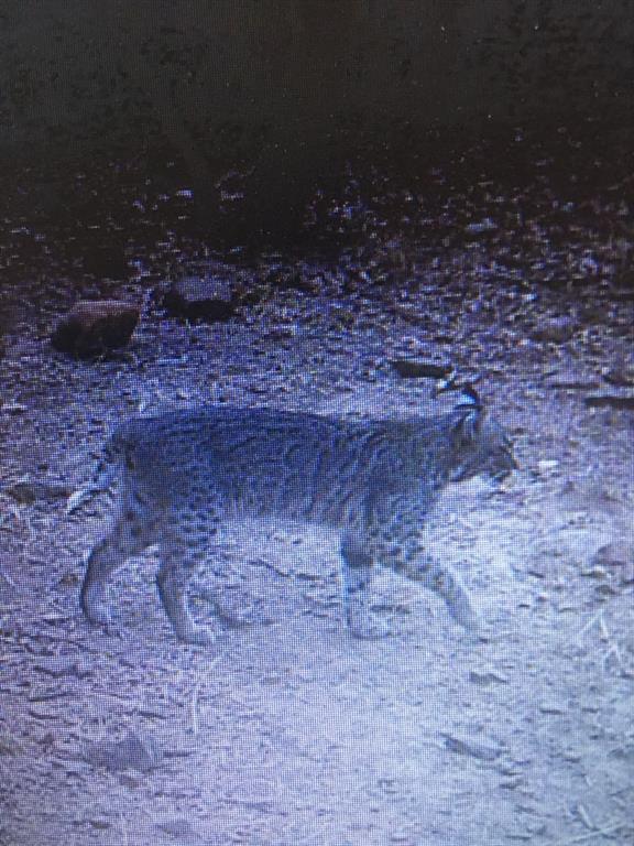 8381 Salt Creek Road Jacksboro, TX 76458 - Photo 18 of 37 a view of the backyard of the house