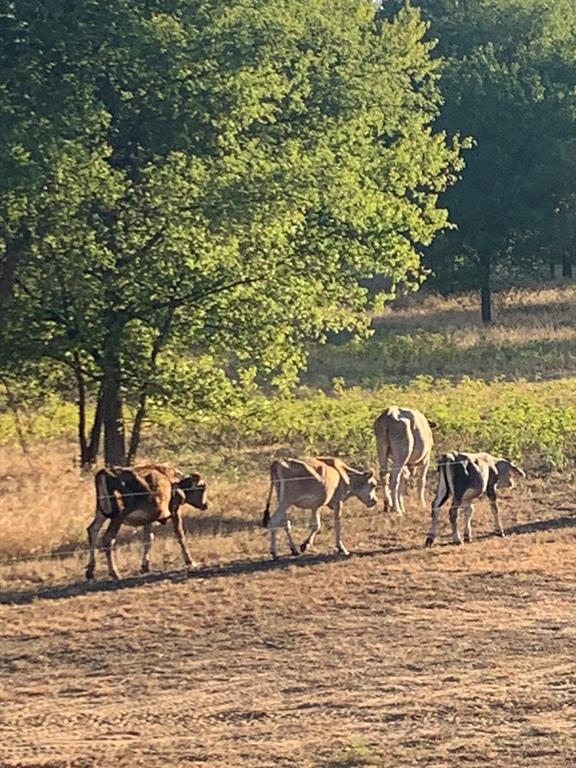 8381 Salt Creek Road Jacksboro, TX 76458 - Photo 28 of 37 a view of a ocean beach