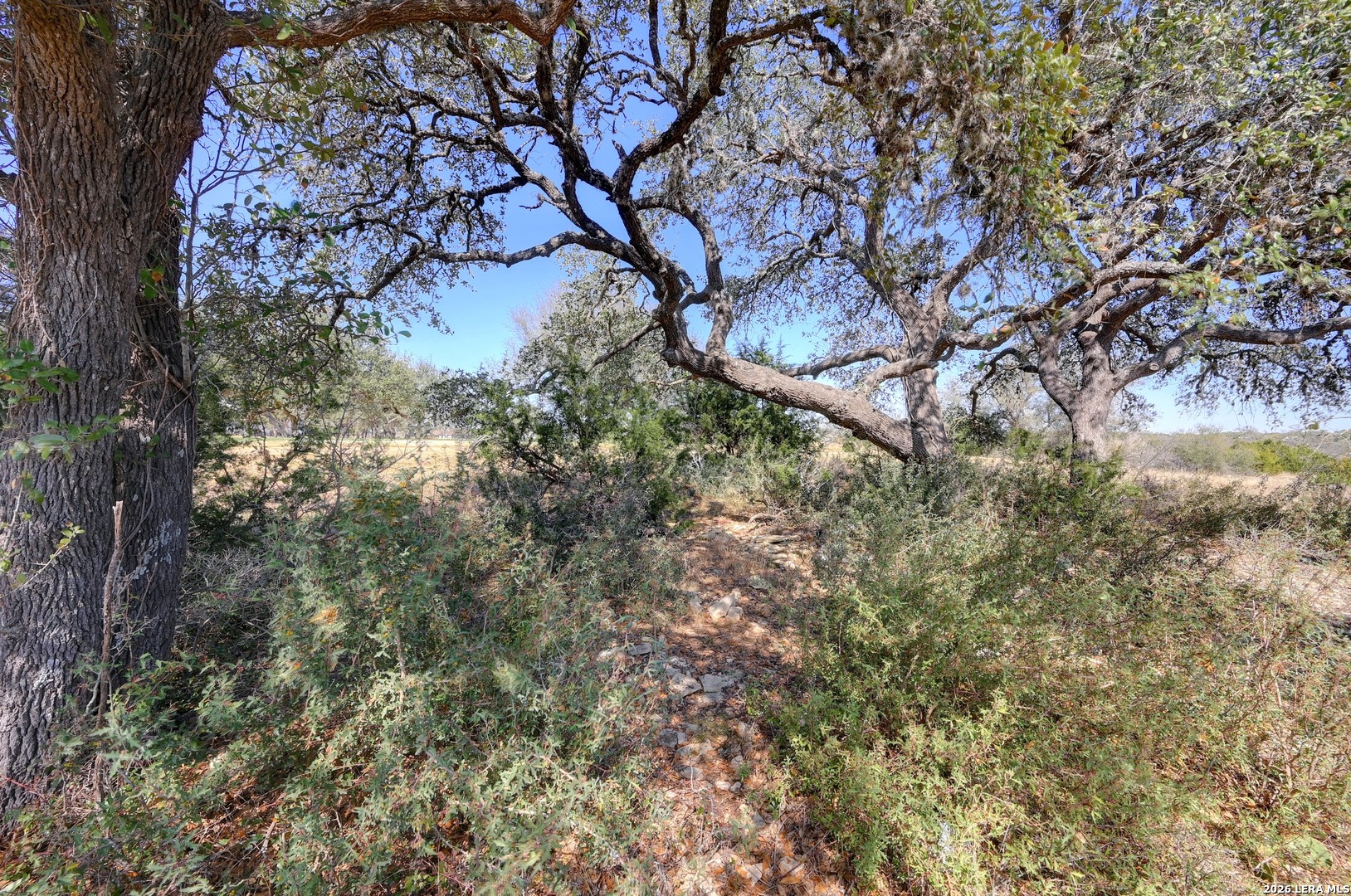425 George Dolson Blanco, TX 78606 - Photo 26 of 27 a view of a tree in a yard
