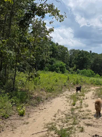 a view of a forest with a tree