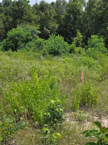 a plant with lots of trees in it