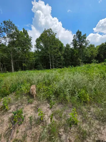 a view of a back yard