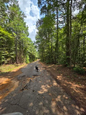 a view of a tree with a yard