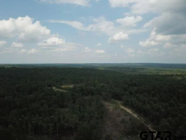 a view of a forest with trees in the background