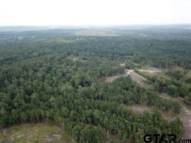 a view of a forest with trees in the background