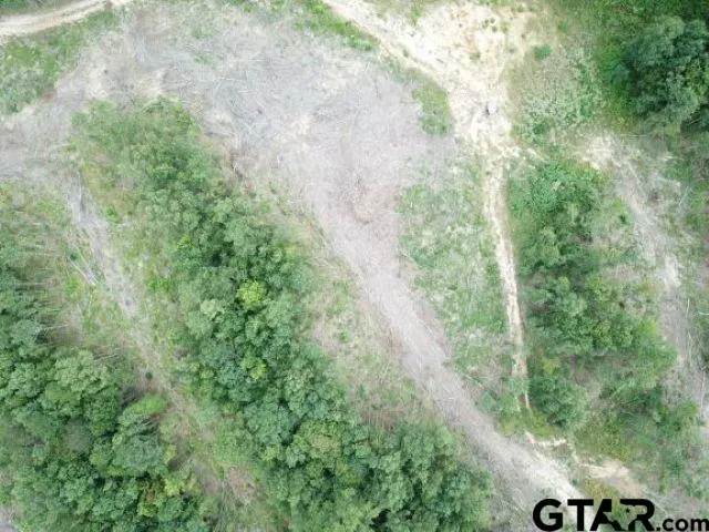 a view of a forest with lots of trees