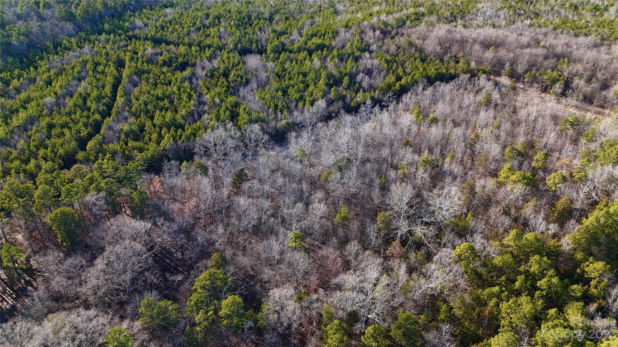 0 Kerr Road Charlotte, NC 28227 - Photo 5 of 5 a view of a forest with a tree