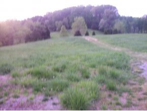 Tbd Tbd Susong Memorial Road Greeneville, TN 37743 - Photo 2 of 3 SPRING FED POND IN THE WOODS