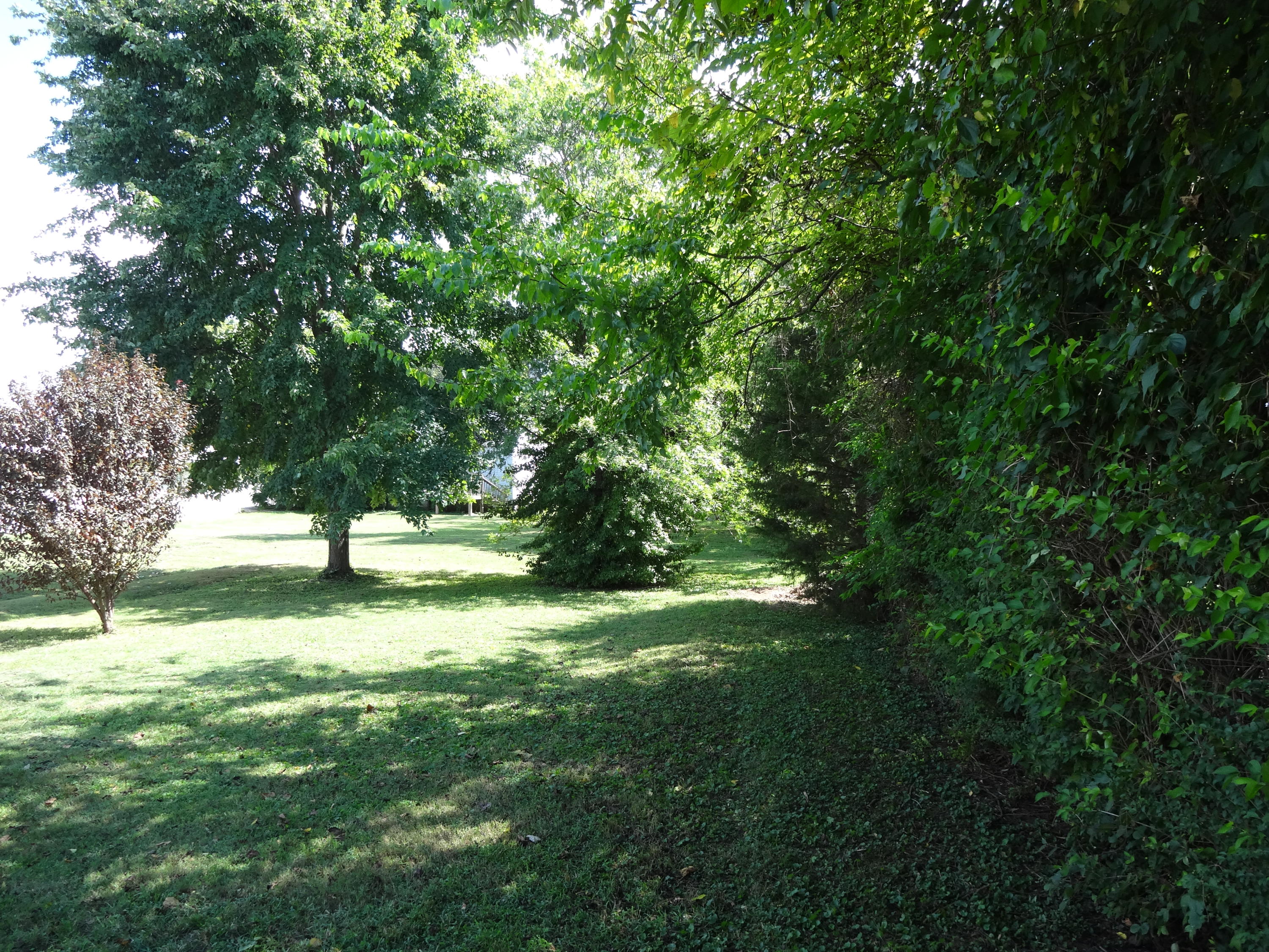 718 East Lincoln Road Alcoa, TN 37701 - Photo 8 of 14 Level back yard.