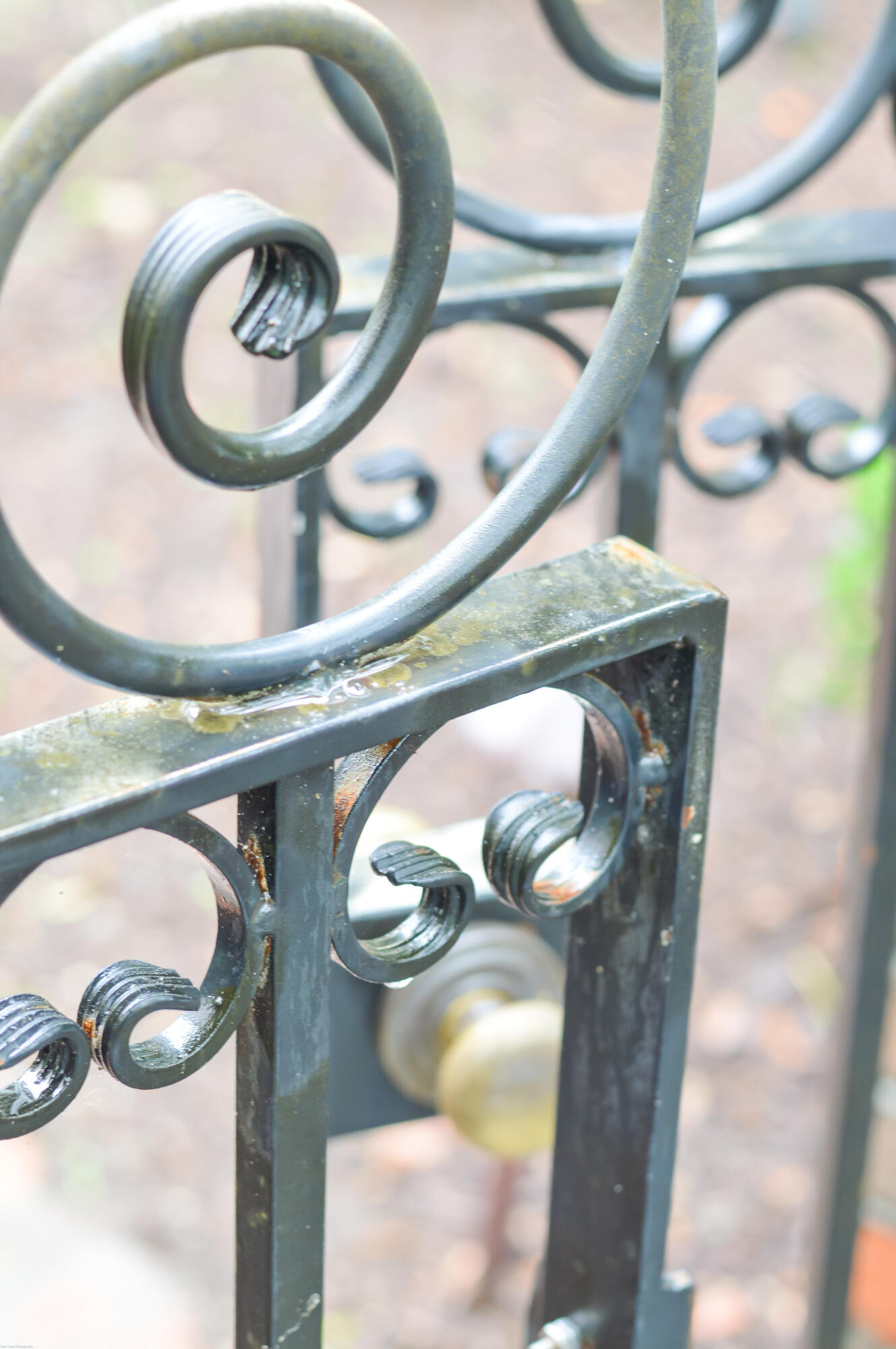 119 Civitas Street Mount Pleasant, SC 29464 - Photo 8 of 46 119 Civitas -Detail Front Gate)