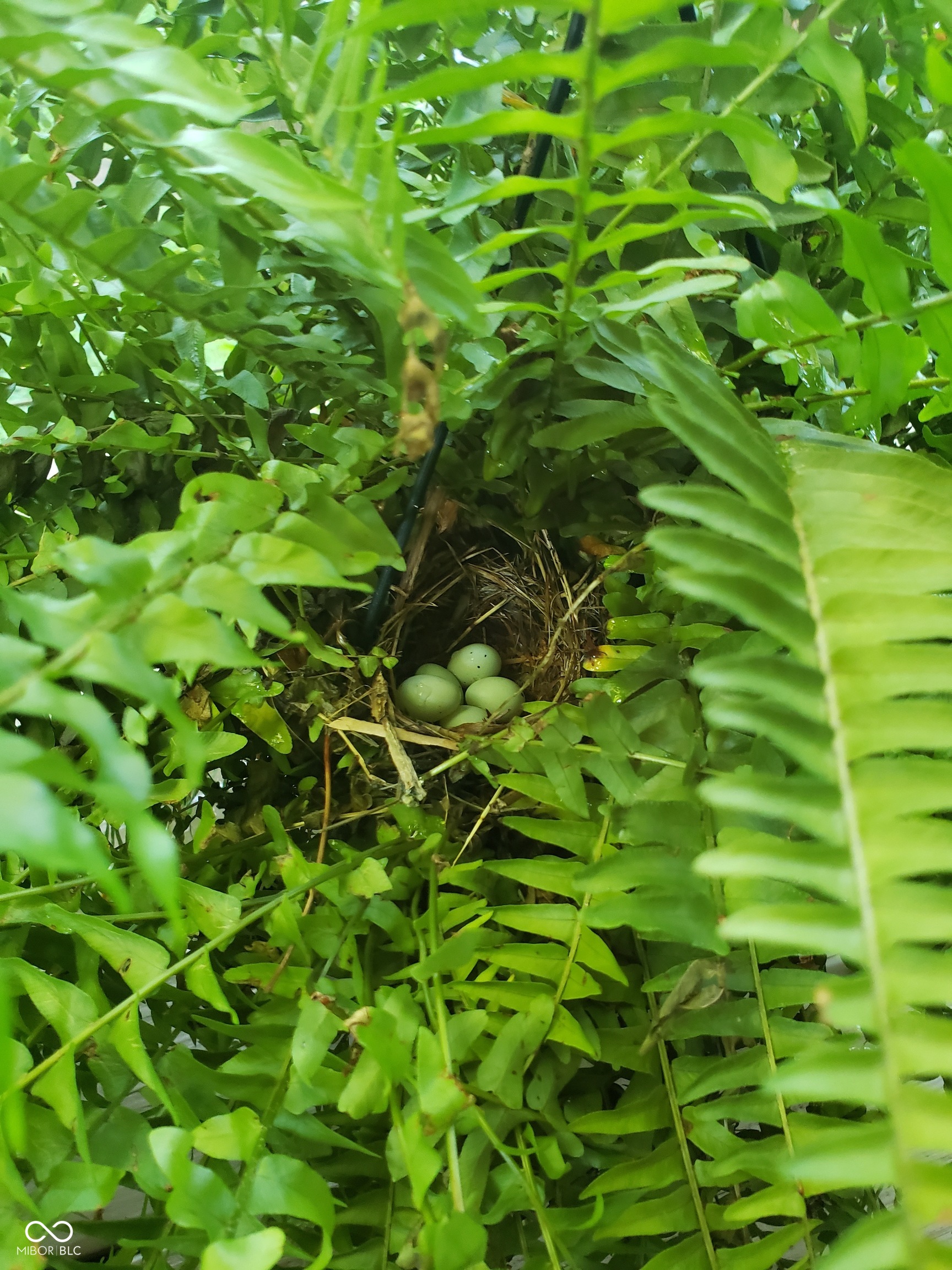 13 Ridgeline Drive Brownsburg, IN 46112 - Photo 92 of 101