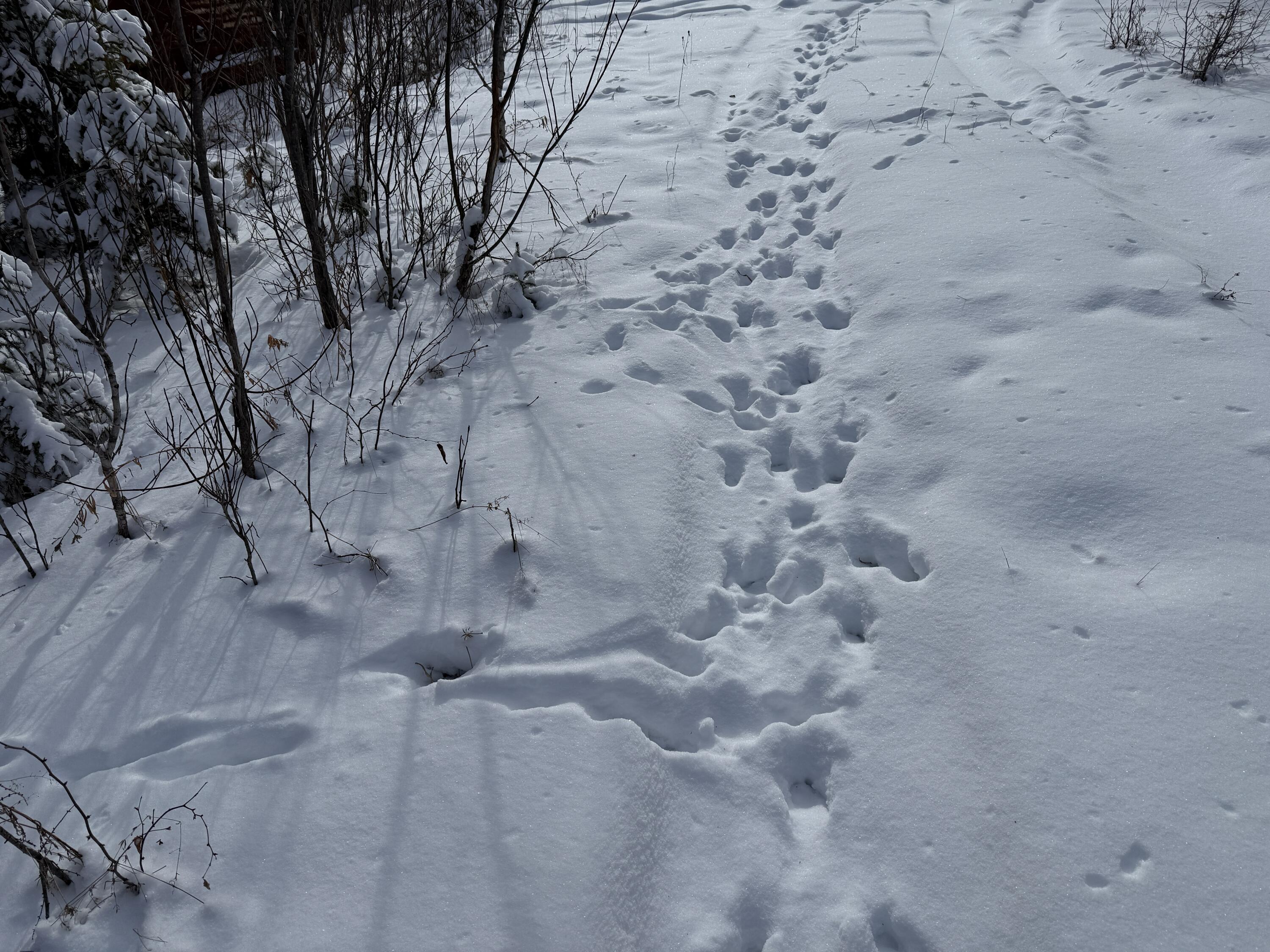 330 Harris Hill Road Weston, ME 04424 - Photo 11 of 14 IMG_3097