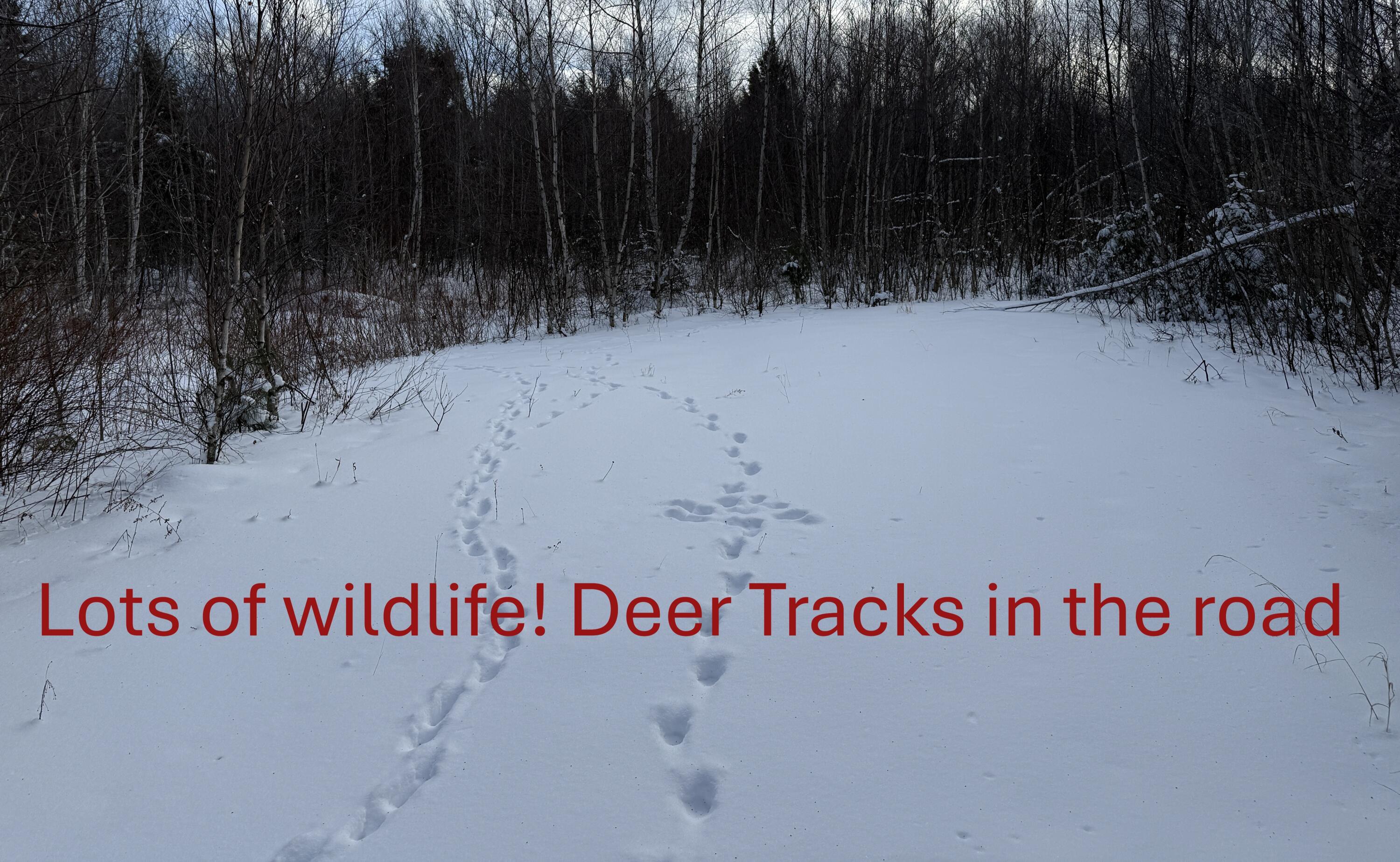 330 Harris Hill Road Weston, ME 04424 - Photo 10 of 14 IMG_3103