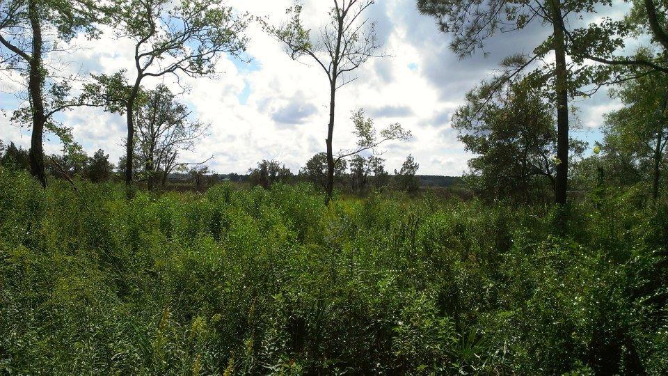797 Hughes Road Johns Island, SC 29455 - Photo 11 of 15 481317_4753274002461_1581330521_n