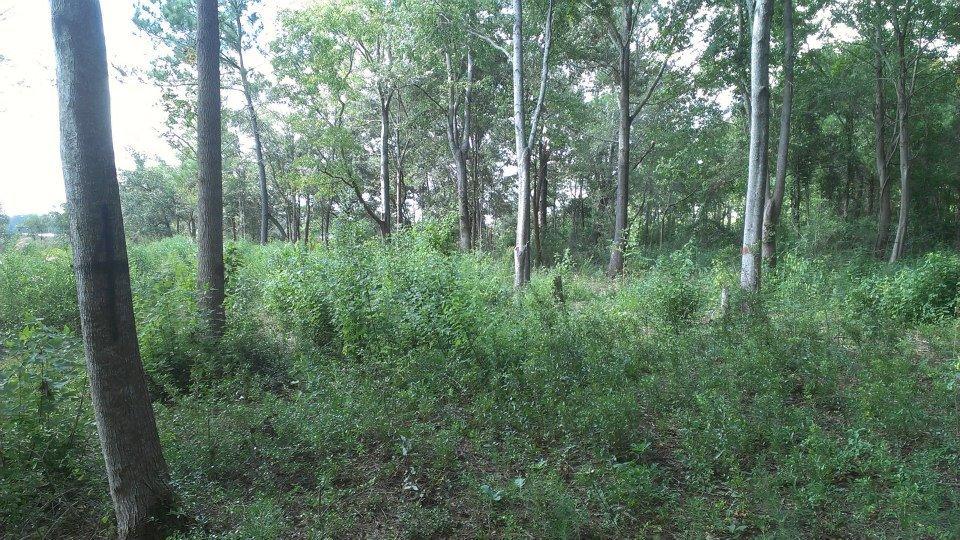 797 Hughes Road Johns Island, SC 29455 - Photo 13 of 15 545239_4753270002361_1404996426_n