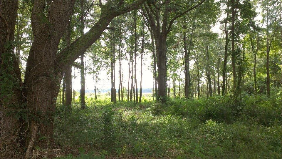 797 Hughes Road Johns Island, SC 29455 - Photo 14 of 15 555284_4753276122514_1984135189_n
