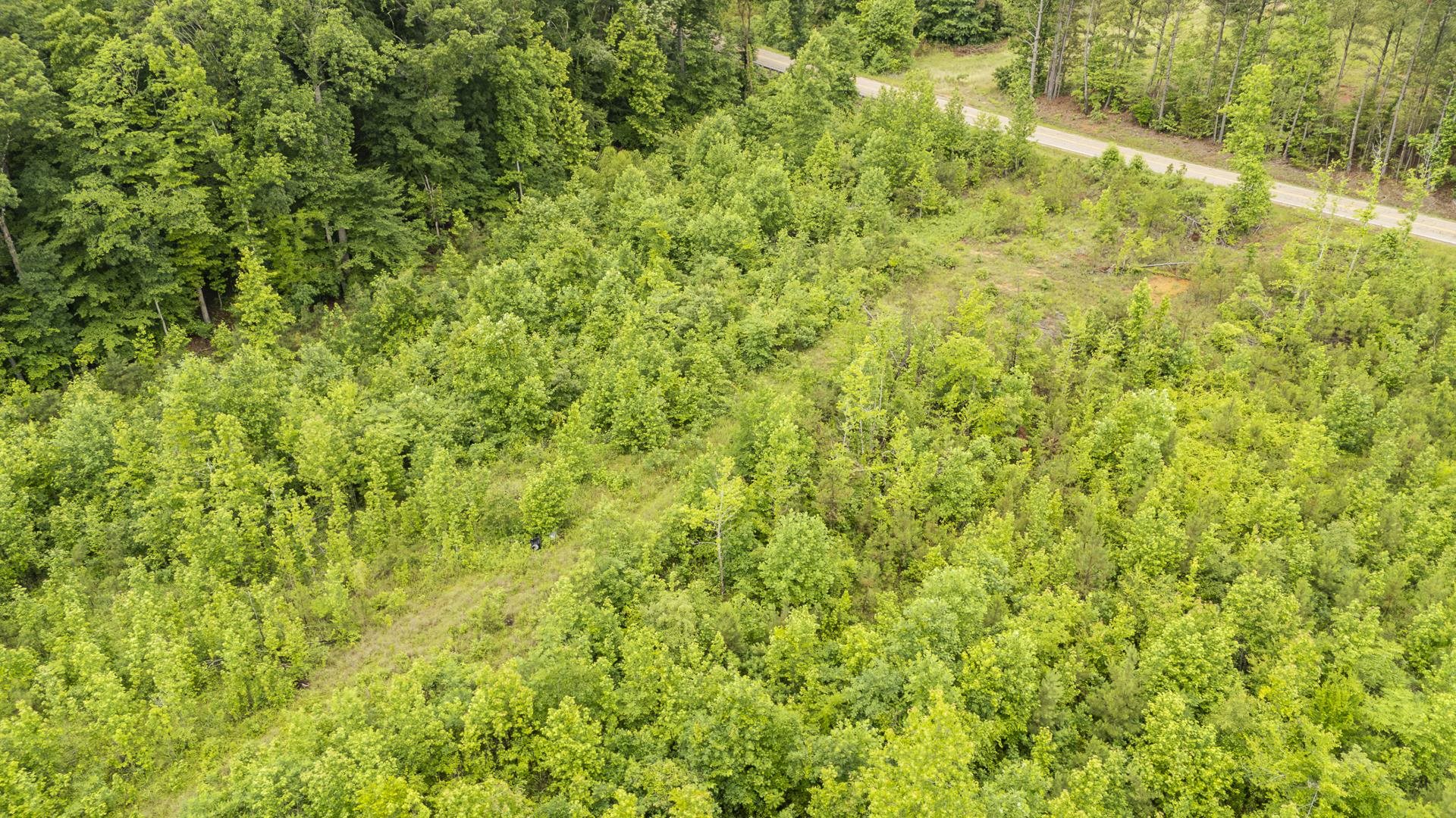 0 Leapwood Enville Road Adamsville, TN 38310 - Photo 31 of 38 a view of a big yard with plants and large trees