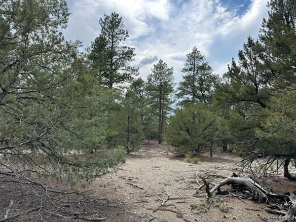 a view of a forest with trees