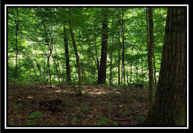0 Pedigo Ridge Road, Unit TRACT 5) Nelsonville, OH 45764 - Photo 46 of 56 image045