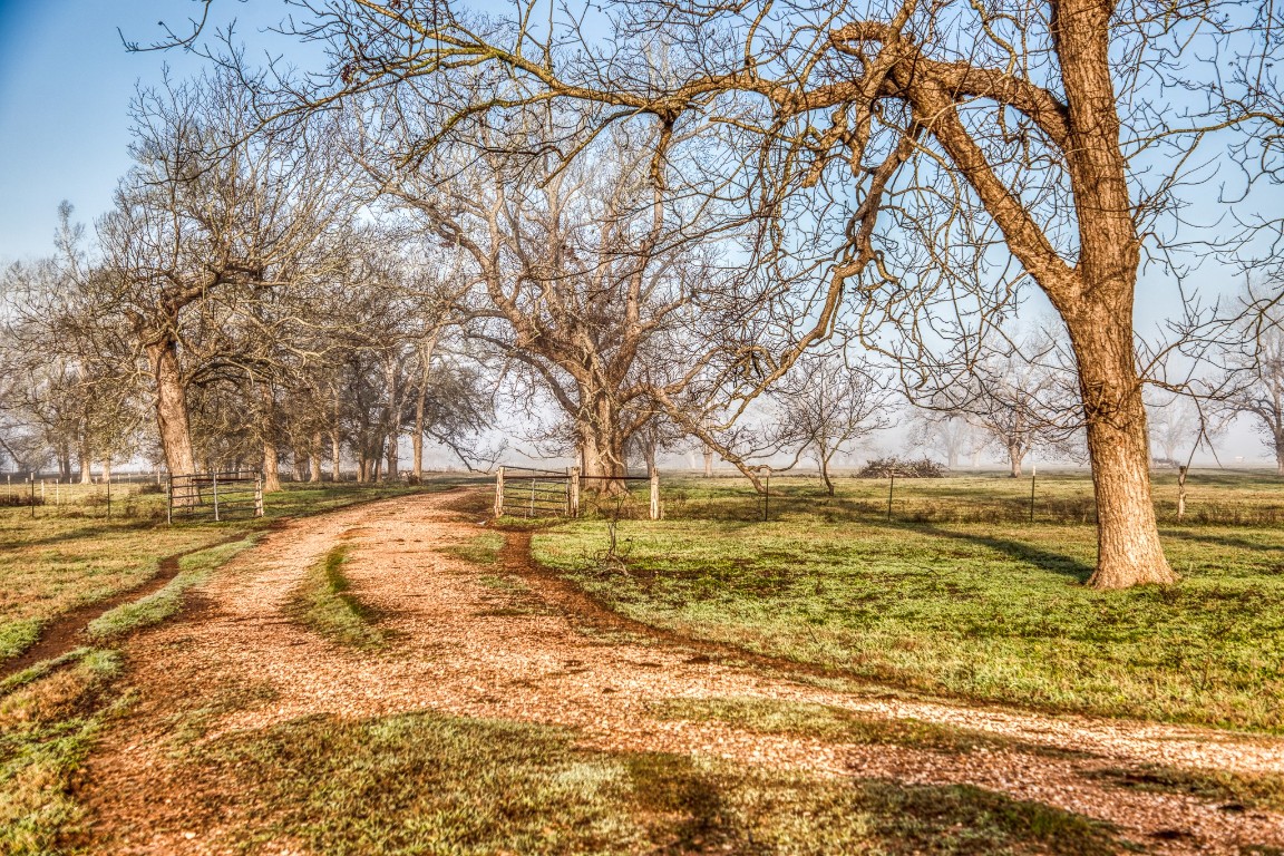 0 Steck Bottom Road Sealy, TX 77474 - Photo 12 of 22 a view of yard with trees