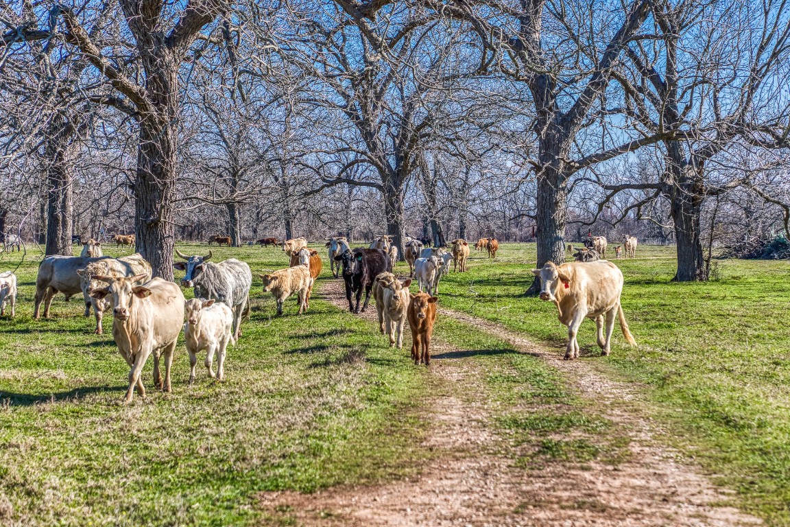 0 Steck Bottom Road Sealy, TX 77474 - Photo 7 of 22 a view of yard
