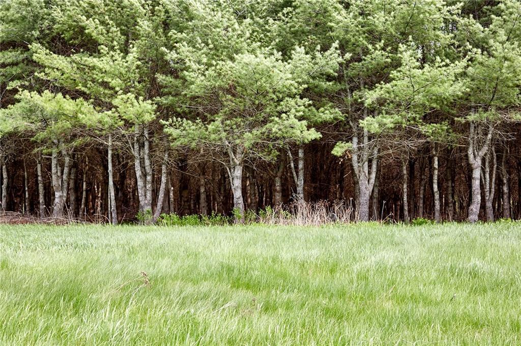 0 Blinn Hill Road Dresden, ME 04342 - Photo 5 of 12 Ponderosa and white pine tree grove...