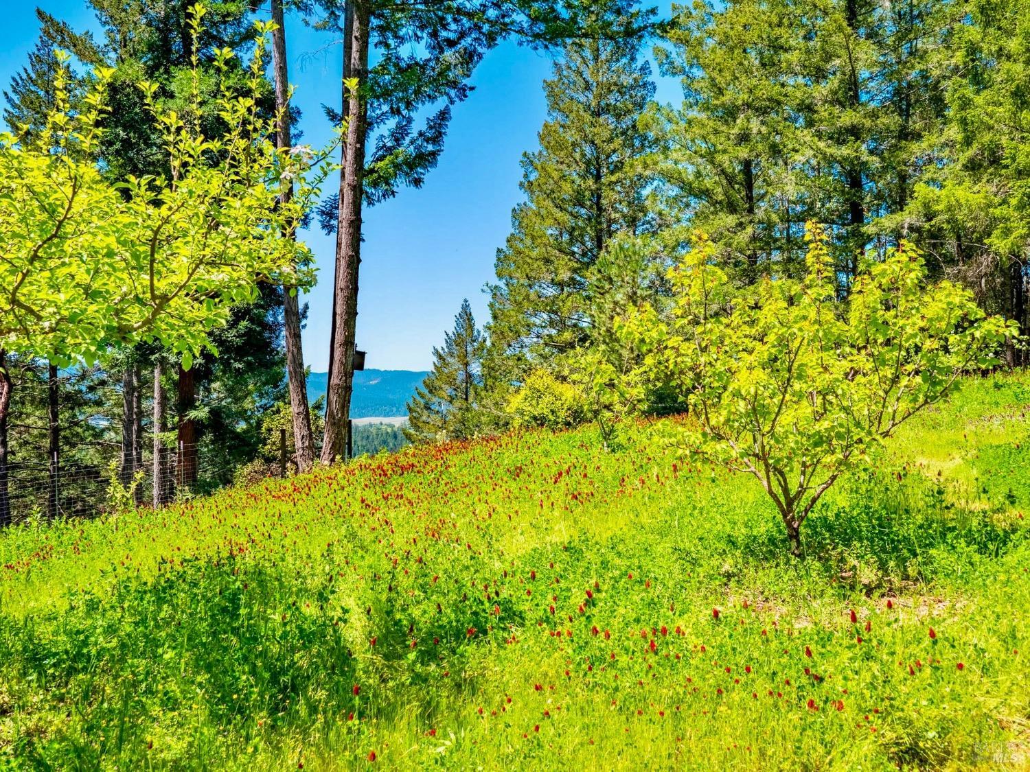 10951 Big Meadow Road Philo, CA 95466 - Photo 41 of 46 An orchard with stunning views afar, below and on high.