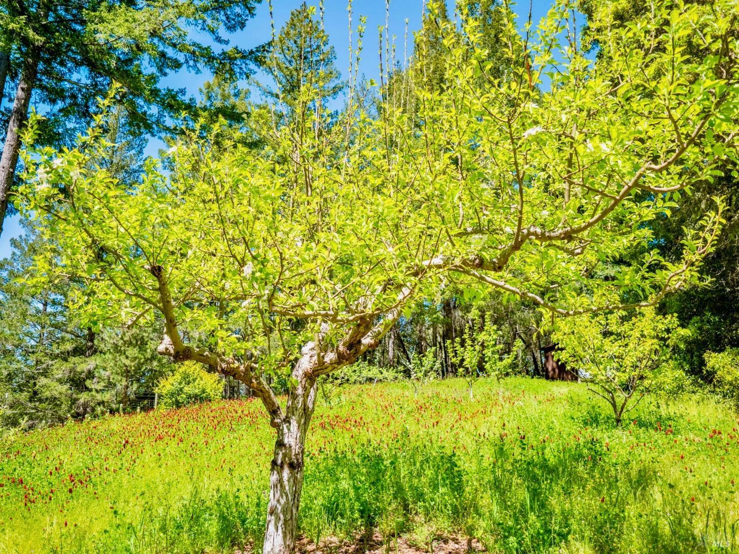10951 Big Meadow Road Philo, CA 95466 - Photo 42 of 46 A bounty of 50 fruit trees promises a harvest of nature's sweetest offerings year after year - apple, cherry, persimmon, walnut, peach, apricot, quince, fig, and plum.