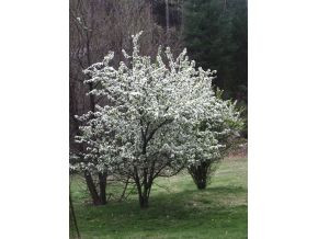 10397 Rumley Branch Road Pound, VA 24279 - Photo 5 of 24 Dogwoods in bloom