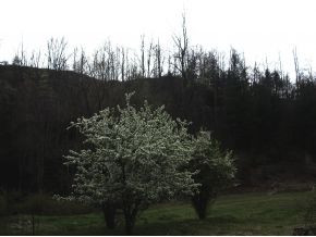 10397 Rumley Branch Road Pound, VA 24279 - Photo 6 of 24 Property View