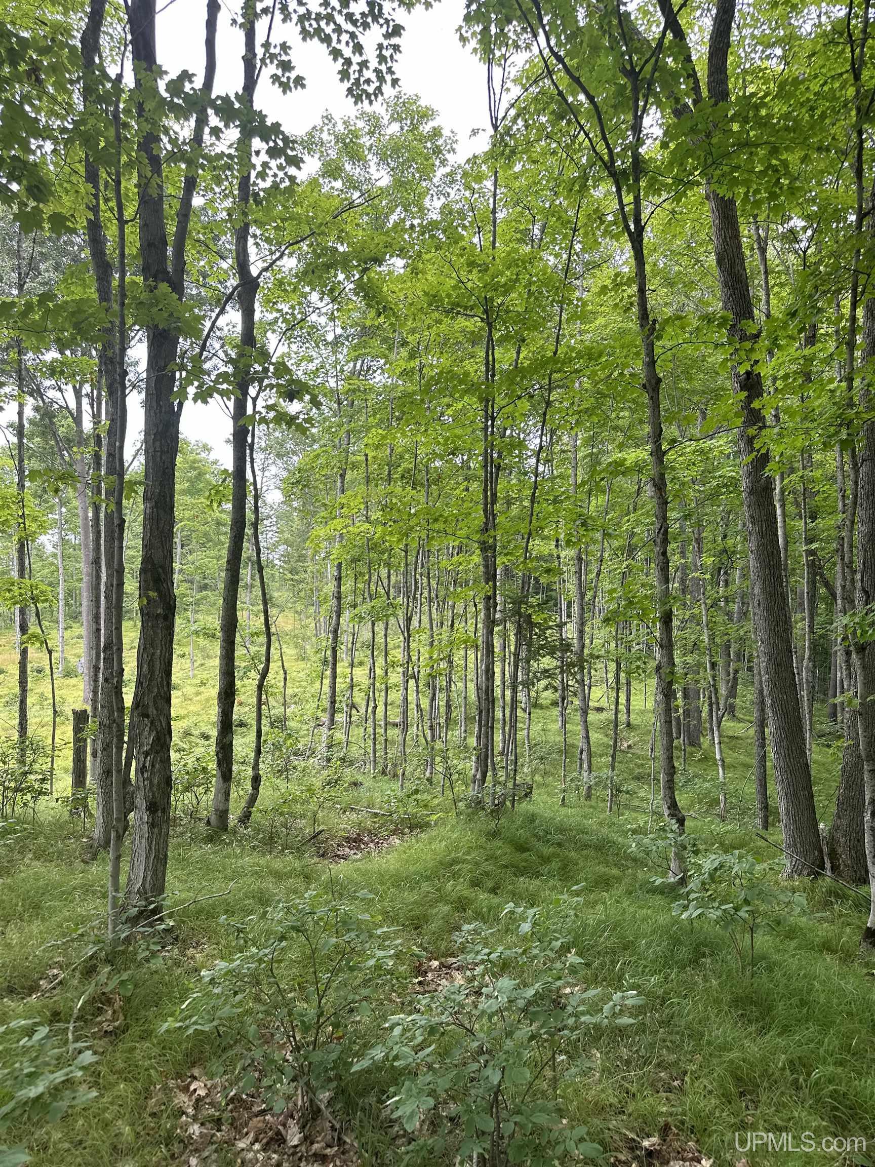 Tbd Co Rd 496 (b) Road, Unit PARCEL B Champion, MI 49814 - Photo 14 of 33