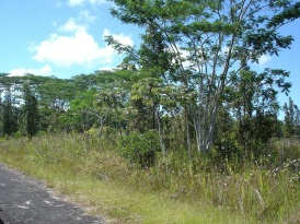 364 Puna Road Pahoa, HI 96778 - Photo 1 of 1 Gallery Image 1