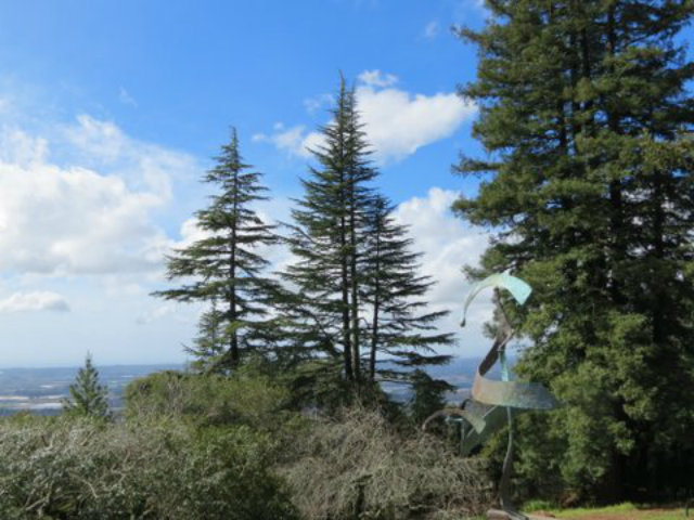 1246 Hecker Pass Road Watsonville, CA 95076 - Photo 6 of 6 a view of a plant in a yard