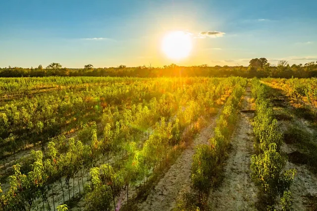 $9,995,000 | 3411 County Road 3411, Chandler, TX 75758