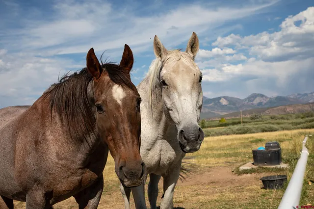 a view of a garden and lake