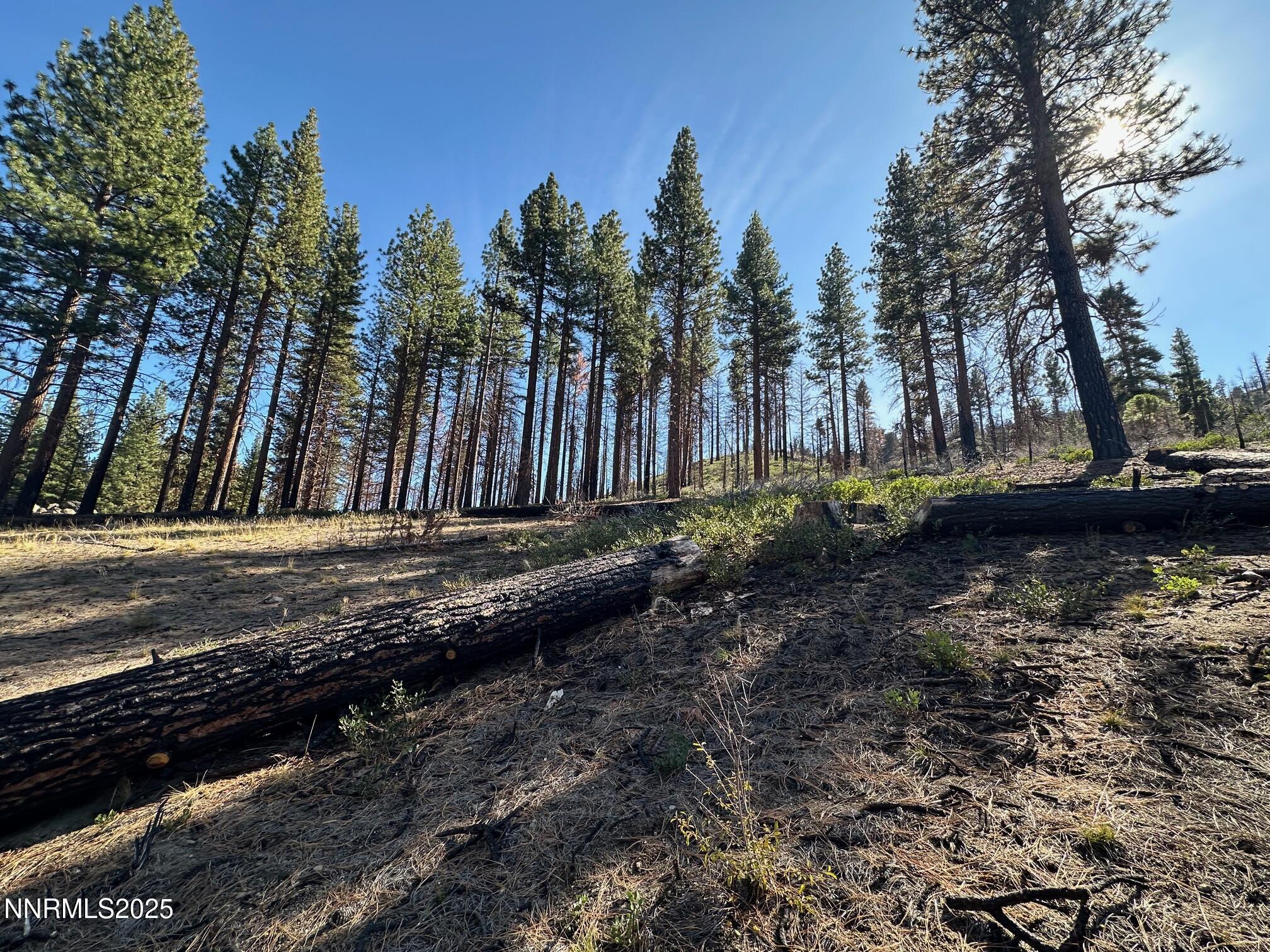 201 Shay Creek Road Markleeville, CA 96120 - Photo 28 of 35 a view of a yard next to a road
