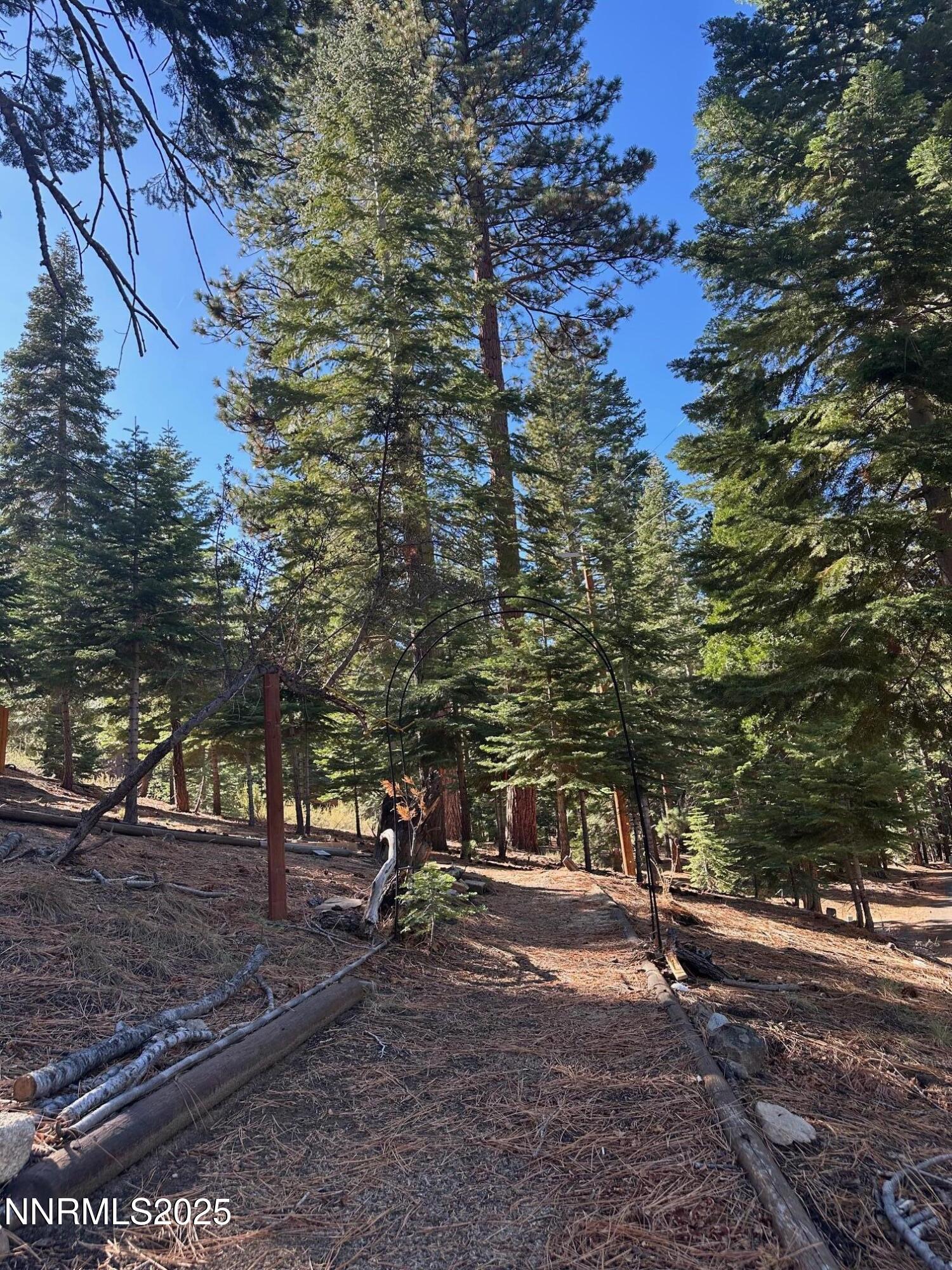 201 Shay Creek Road Markleeville, CA 96120 - Photo 9 of 35 a view of road with large trees