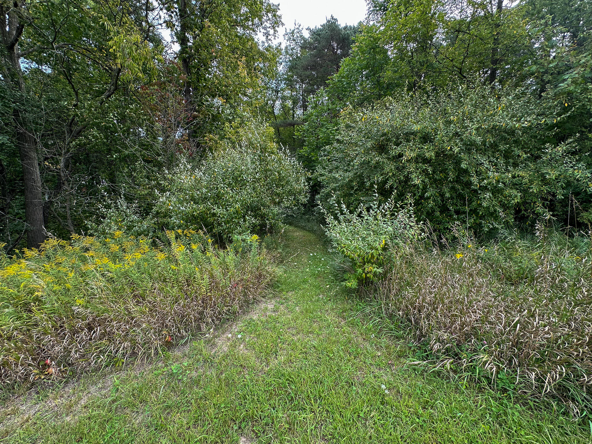 36 North V/l N Ferris Road Six Lakes, MI 48886 - Photo 13 of 32 Woods Entry Trail