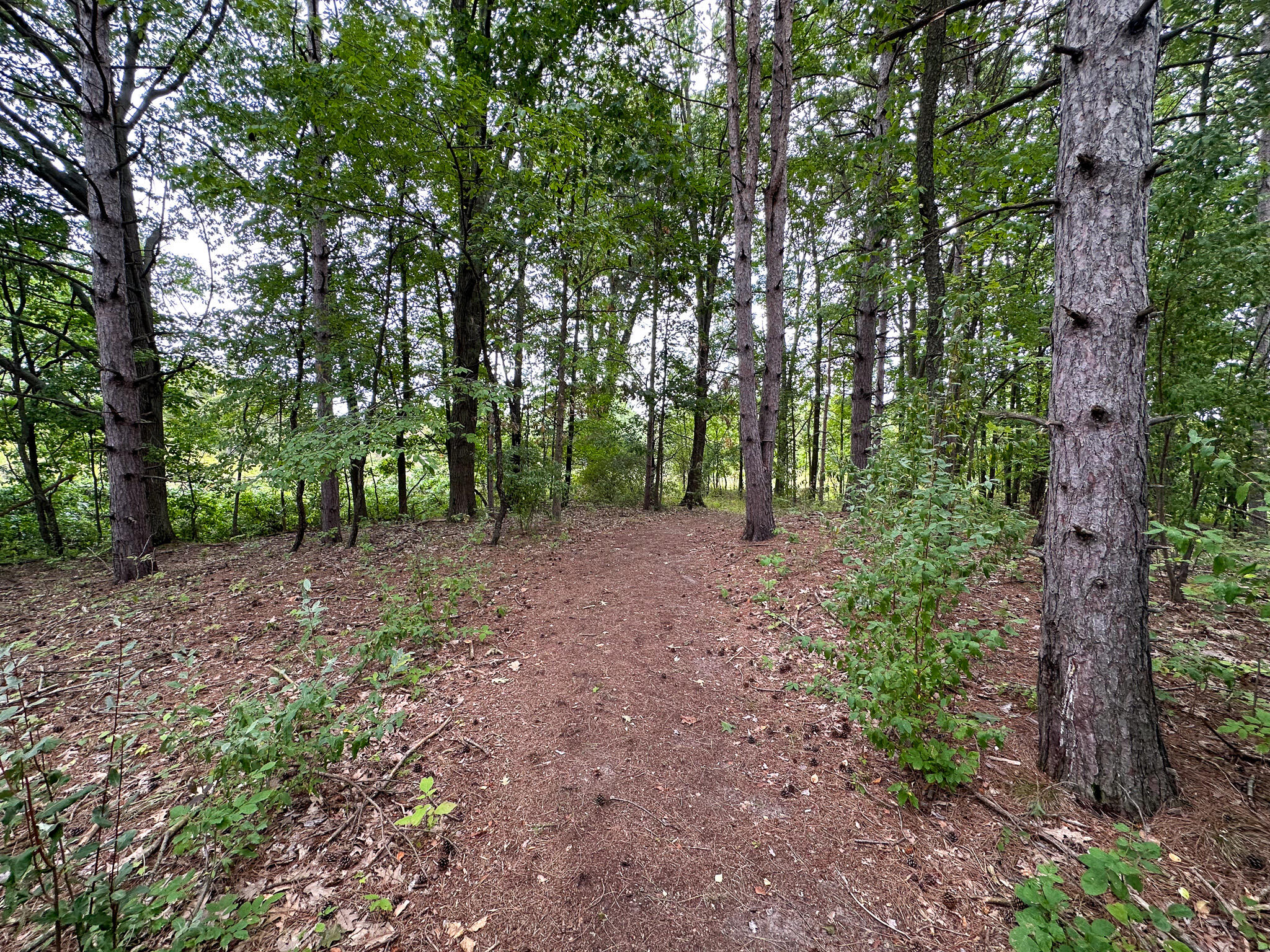 36 North V/l N Ferris Road Six Lakes, MI 48886 - Photo 14 of 32 Pine Trail